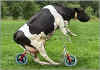 bike-cow.jpg (24384 bytes)