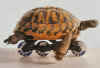 turtle.jpg (72333 bytes)